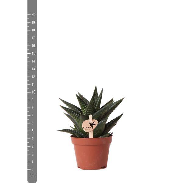 Grüne Pflanze - Sukkulente Haworthia Limifolia - Blumenerde Ø6cm - grüne Zimmerpflanze - frisch aus der Gärtnerei - Oasis of Life