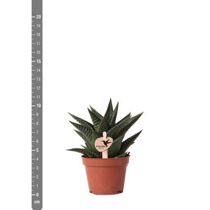 Grüne Pflanze - Sukkulente Haworthia Limifolia - Blumenerde Ø6cm - grüne Zimmerpflanze - frisch aus der Gärtnerei - Oasis of Life