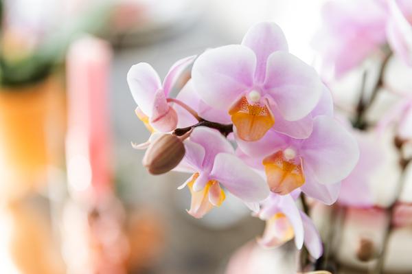 Rosa Phalaenopsis Orchidee - Andorra - Topfgröße Ø9cm | blühende Zimmerpflanze - frisch vom Züchter - Oasis of Life