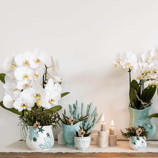 Topf Granada - Türkis - Ø6cm 