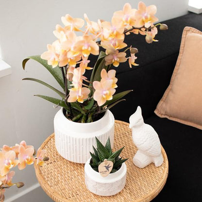 Überraschungsbox mit 4 verschiedenen Orchideen