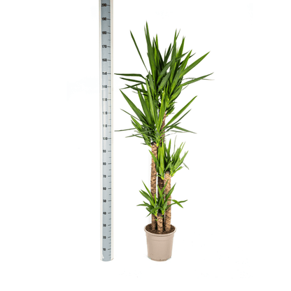 Yucca Elephantipes Ø27cm - ↕160cm - Oasis of Life