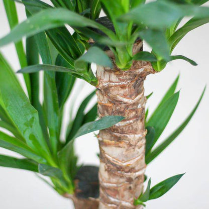 Yucca Elephantipes – Riesen-Palmlilie – Zimmerpflanze – ca. 90cm hoch – Ø21cm – In Übertopf Viber Schwarz – Pflegeleicht & nachhaltig 