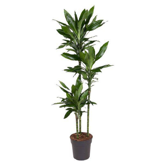 Drachenbaum – Dracaena Janet Lind 160cm – Ø24cm – Elegante Zimmerpflanze mit dunkelgrünen Blättern – Pflegeleichte Grünpflanze für Wohnzimmer, Büro & Wintergarten 