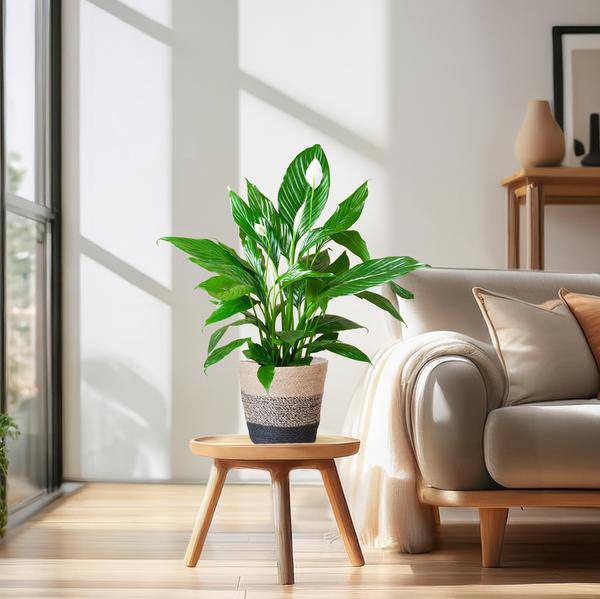 Spathiphyllum mit Korb Lissabon Schwarz - 80cm - Ø21 - Oasis of Life