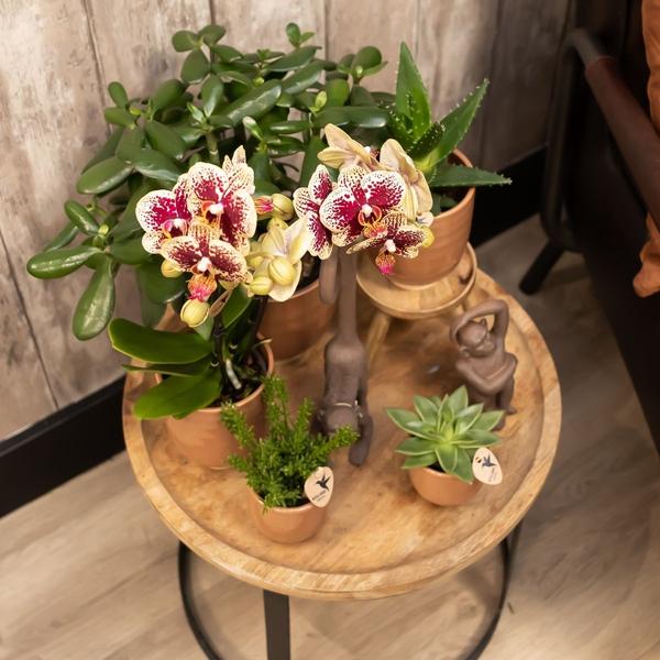 Gelbe rote Phalaenopsis Orchidee - Spanien + Glasierter Ziertopf Cognac - Topfgröße Ø9cm - 40 cm hoch | Blühende Zimmerpflanze - frisch vom Züchter - Oasis of Life