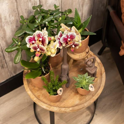 Gelbe rote Phalaenopsis Orchidee - Spanien + Glasierter Ziertopf Cognac - Topfgröße Ø9cm - 40 cm hoch | Blühende Zimmerpflanze - frisch vom Züchter - Oasis of Life