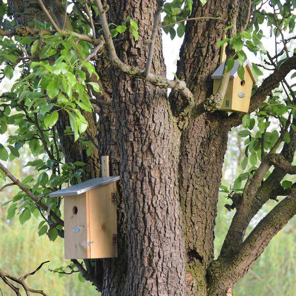Beobachtungsnistkasten - Vogelhaus - Vögel und Gartentiere - Oasis of Life