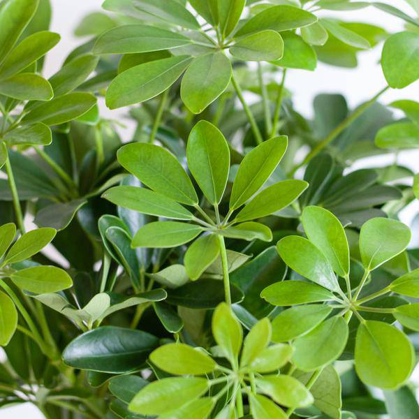 Schefflera Arboricola Nora – Birkenfeige – Zimmerpflanze + Topf Viber Weiß – ↕70cm – Ø21cm – Handförmige Blätter – Pflegeleicht & dekorativ 