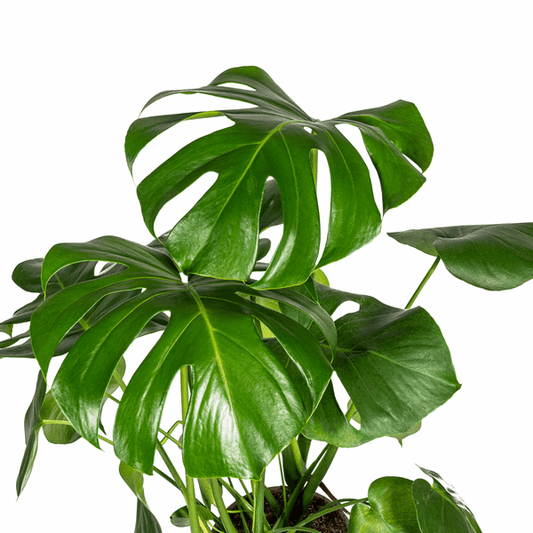 Monstera Deliciosa Tauerii – Fensterblatt – Ø21cm – ↕70-90cm – Beliebte Zimmerpflanze mit dekorativen Blättern – Pflegeleicht & luftreinigend 