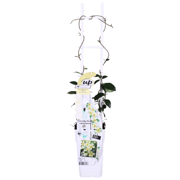 Sternjasmin - Trachelospermum 'Star of Toskana' - Toskanischer Jasmin Gelb - Ø15cm - ↕65cm