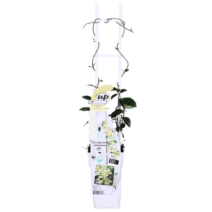Sternjasmin - Trachelospermum 'Star of Toskana' - Toskanischer Jasmin Gelb - Ø15cm - ↕65cm