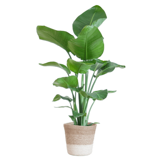 Strelitzia Nicolai - Baum-Strelitzie - Zimmerpflanze - ↕80cm - Ø19cm + Korb Lissabon Weiß