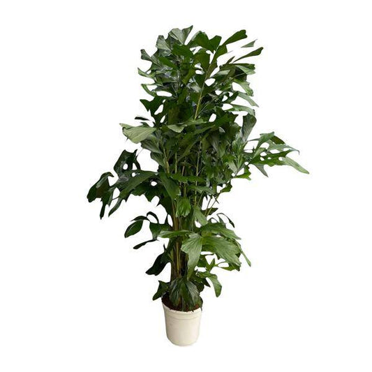 Caryota Mitis – Fischschwanzpalme – Zimmerpflanze ca. 170cm – ø24cm – Tropische XL-Palme mit gefiederten Blättern für Wohnzimmer, Büro & Wintergarten 