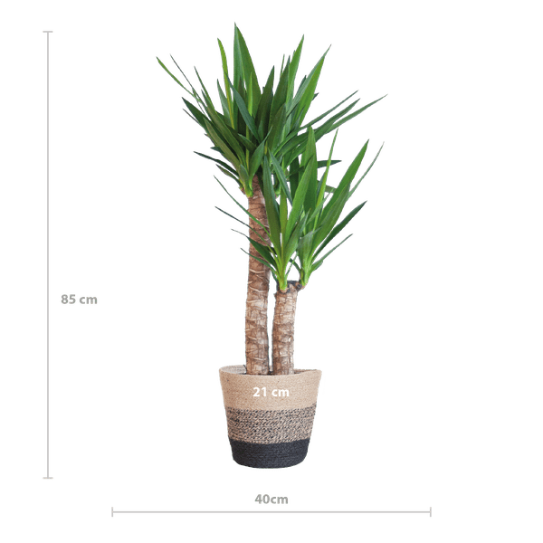 Yucca Elephantipes - Riesen-Palmlilie - Zimmerpflanze - ↕90cm - Ø21cm + Korb Lissabon Schwarz