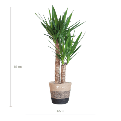 Yucca Elephantipes - Riesen-Palmlilie - Zimmerpflanze - ↕90cm - Ø21cm + Korb Lissabon Schwarz