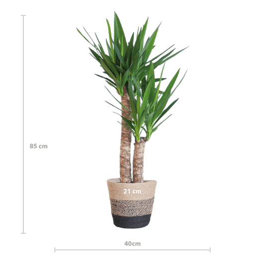 Yucca Elephantipes – Riesen-Palmlilie – Zimmerpflanze – ca. 90 cm – Ø21 cm – In Pflanzkorb Lissabon Schwarz – Pflegeleicht & dekorativ 