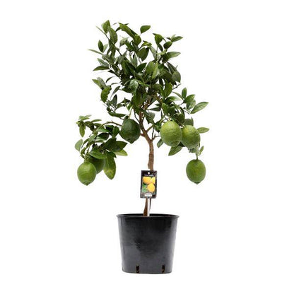 Zitronenbaum - Zitrusfrucht Zitrone - Zimmerpflanze - Ø22cm - ↕80cm