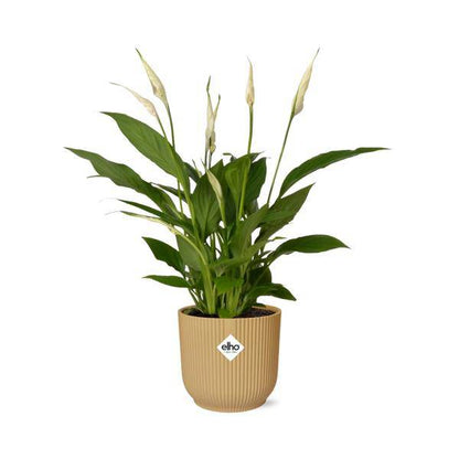 Einblatt - Spathiphyllum Torelli - Zimmerpflanze - 12cm + Topf Vibes Fold 14cm Gelb