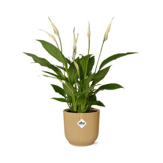 Einblatt - Spathiphyllum Torelli - Zimmerpflanze - 12cm + Topf Vibes Fold 14cm Gelb