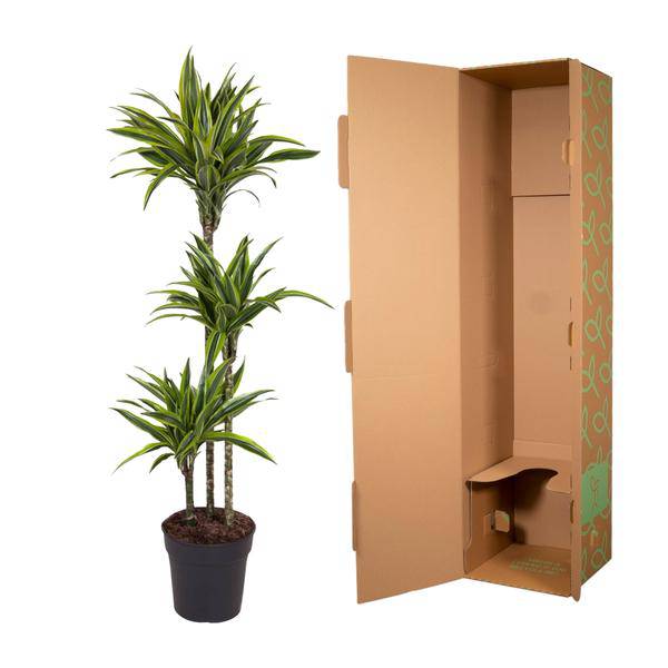 Drachenbaum – Dracaena Lemon Lime 140cm – Ø24cm – Zimmerpflanze mit grün-gelben Blättern – Pflegeleichte exotische Grünpflanze für Wohnzimmer, Büro & Wintergarten 