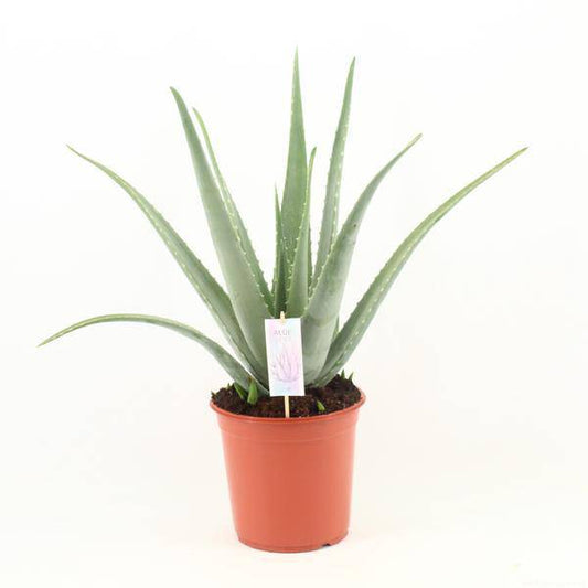 Echte Aloe - Aloe Vera - Zimmerpflanze - Ø24cm - ↕70cm