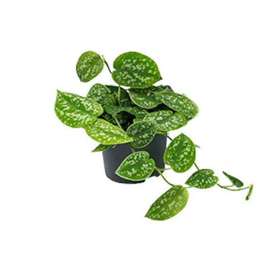 Scindapsus Pictus - Ø15cm - ↕25cm - Ø12cm - ↕15cm - Oasis of Life