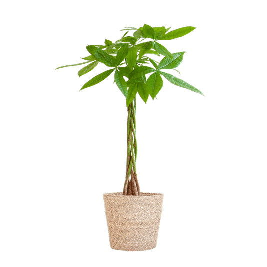 Pachira Aquatica 80cm – Glückskastanie Zimmerpflanze Ø21cm im naturfarbenen Seegras-Korb Sofia – Geldbaum mit geflochtenem Stamm 