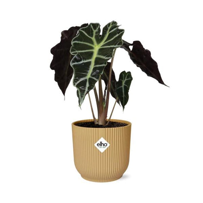 Pfeilblatt - Alocasia 'Polly' - Zimmerpflanze + Topf Vibes Fold 14cm Gelb