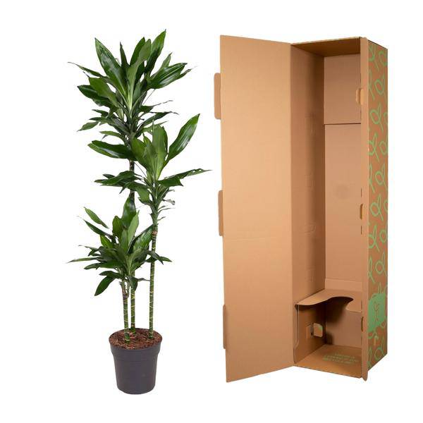 Drachenbaum - Dracaena Janet Lind - Zimmerpflanze - 160 cm - ø24cm