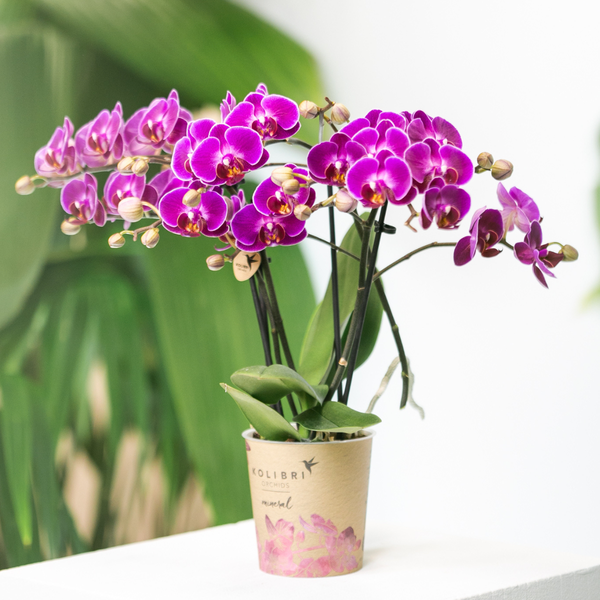 Kolibri Orchids | Lilac Phalaenopsis Orchid - Morelia - Topfgröße Ø9cm | blühende Zimmerpflanze - frisch vom Züchter - Oasis of Life