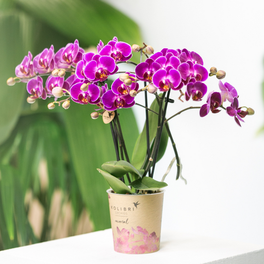 Kolibri Orchids | Lilac Phalaenopsis Orchid - Morelia - Topfgröße Ø9cm | blühende Zimmerpflanze - frisch vom Züchter - Oasis of Life