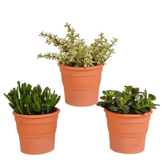 Dickblatt - Crassula - Mix 10,5 cm - 3 Stück - Zimmerpflanze - im Terrakotta-Topf 