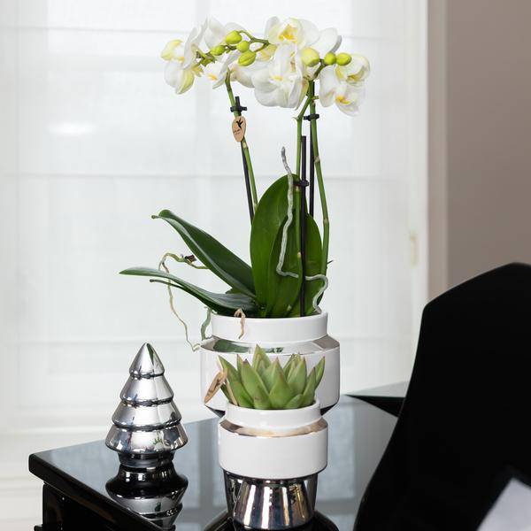 Weiße Phalaenopsis Orchidee - Amabilis + Le Chic Deko-Topf silber - Topfgröße Ø9cm - 40cm hoch | blühende Zimmerpflanze im Blumentopf - frisch vom Züchter - Oasis of Life