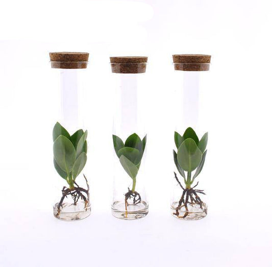 Clusia in Röhrenglas – Balsamapfel – Hydroponie Zimmerpflanze – Ø5cm – Höhe ca. 15cm – 3 Pflanzen – dekorative Glasvase mit Grünpflanze 