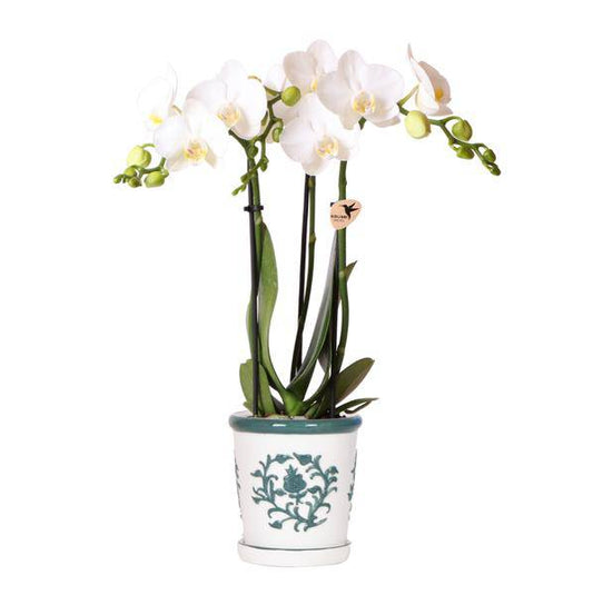 Orchidee Amabilis Weiß - Zimmerpflanze - Malaga Ziertopf Grün Ø9cm