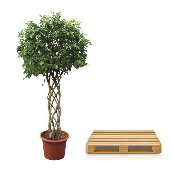 Birken-Feige - Ficus Benjamina Exotica - Zimmerpflanze - 250cm - ø55cm