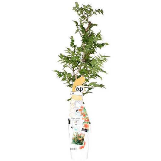 Trompetenblume Orange - Campsis Indian Summer - Ø15cm - ↕65cm