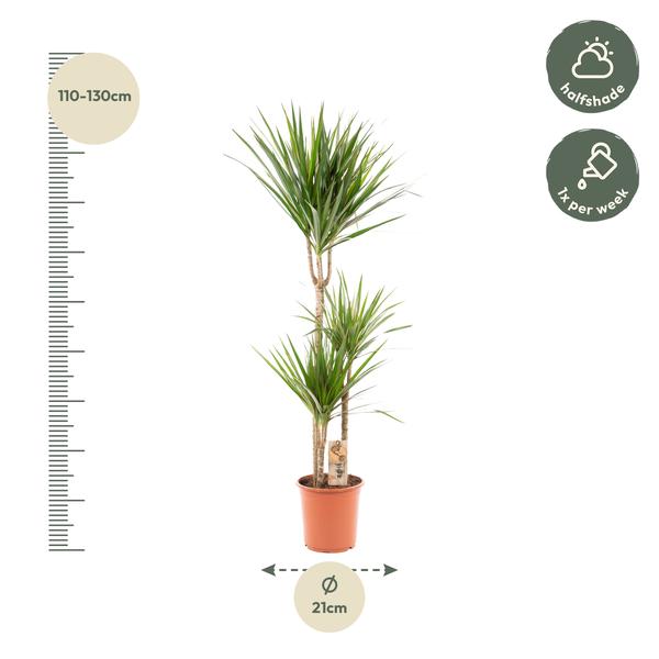Dracaena Marginata - Ø21cm - ↕120cm - Oasis of Life