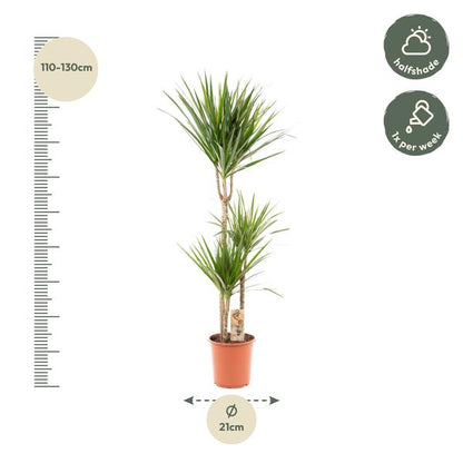 Dracaena Marginata - Ø21cm - ↕120cm - Oasis of Life