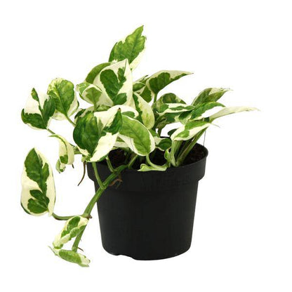 Gefleckte Efeutute - Scindapsus Epipremnum N'joy - Zimmerpflanze - Ø12cm - ↕15cm