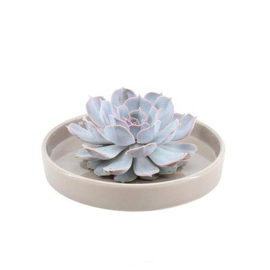 Sukkulente - Echeveria Lilacina in Schale 'taupe' - Zimmerpflanze - Ø20 cm - ↕5cm 