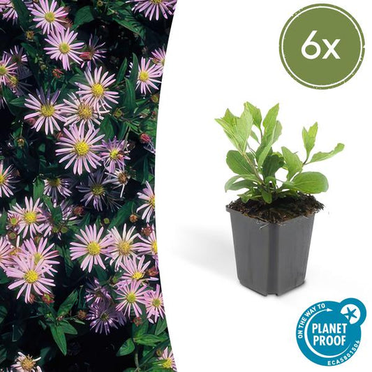 Wild-Aster Aster ageratoides 'Asran' – 6 Stück – ↕10-25cm – Ø9cm – Herbstblüher für Garten & Balkon – Pflegeleichte Staude mit hellblauen Blüten – Sonne bevorzugt