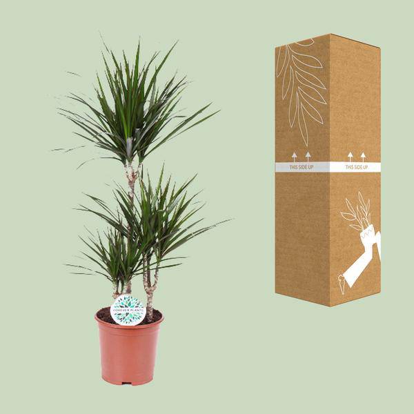 Dracaena Marginata - Ø21cm - ↕115cm - Oasis of Life