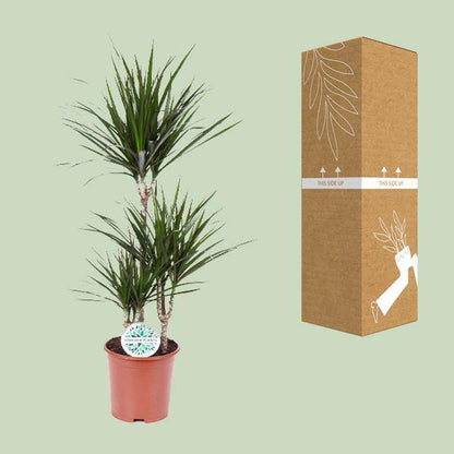 Dracaena Marginata - Ø21cm - ↕115cm - Oasis of Life