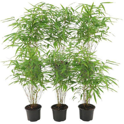 Schirmbambus - Fargesia Rufa - Ø12cm - ↕25cm - 6 Stück