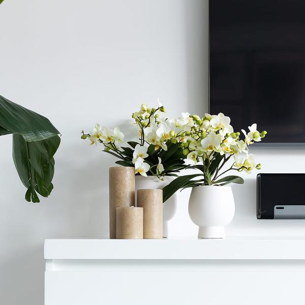 Kolibri Orchids | Weiße Phalaenopsis Orchidee - Amabilis + Scandic Ziertopf weiß - Topfgröße Ø9cm - 45cm hoch | blühende Zimmerpflanze im Blumentopf - frisch vom Züchter - Oasis of Life