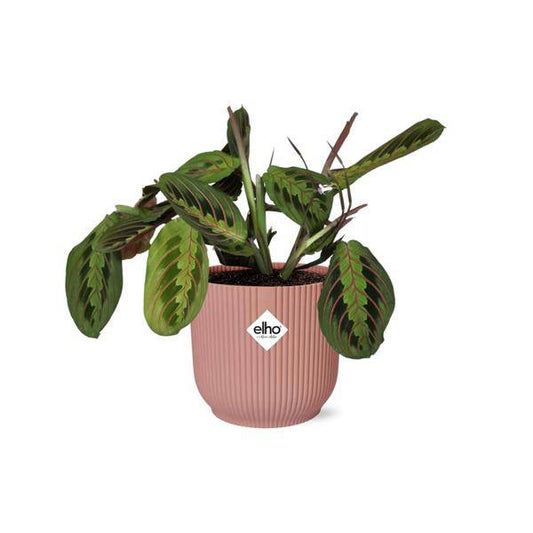 Pfeilwurz - Maranta Leuconeura 'Fascinator' Tricolor - Zimmerpflanze + Topf Vibes Fold 14cm Rosa