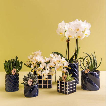Amabilis Orchidee Weiß – Zimmerpflanze Ø9cm – inkl. Candy-Übertopf Blau – Elegante Orchidee mit 2–3 Blütenstielen – Dekorative Blütenpflanze für Wohnzimmer, Büro & Geschenkidee 