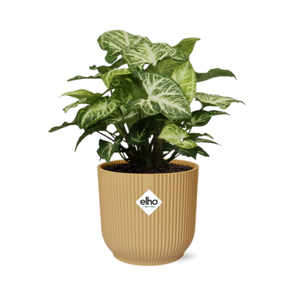 Purpurtute - Syngonium Arrow - Zimmerpflanze + Topf Vibes Fold 14cm Gelb